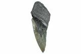 Partial Fossil Megalodon Tooth - South Carolina #277416-1